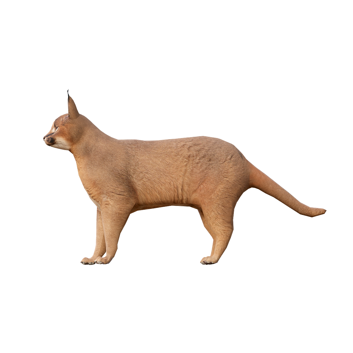 Karakar Caracal Cat (with 3D model animation)