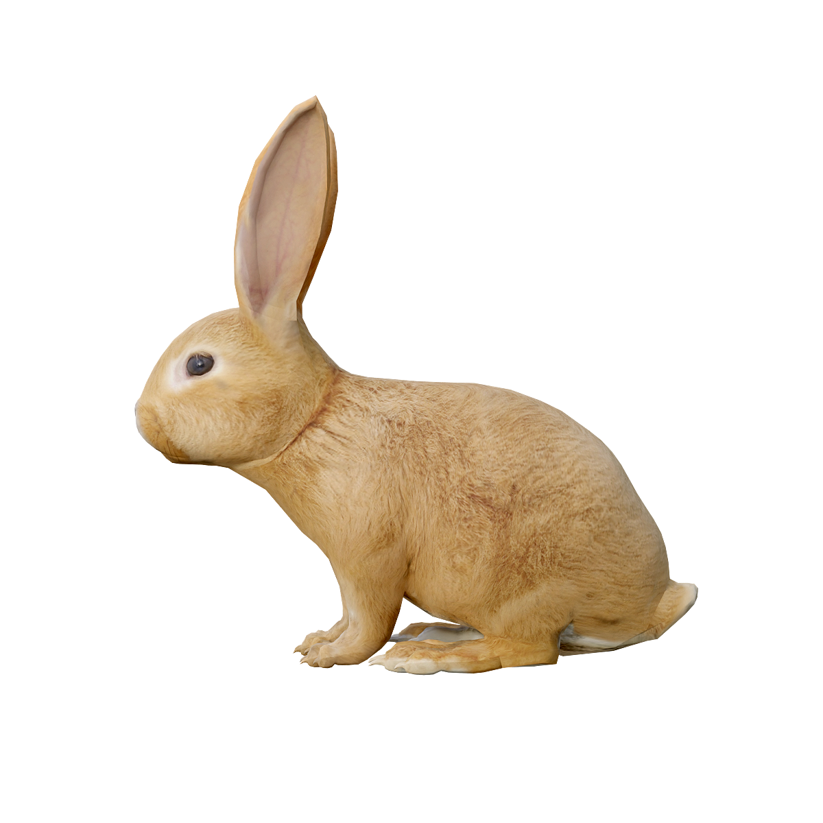 Rabbit 3D Animation Model