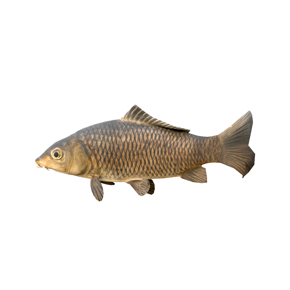 Carp (with 3D animated model)