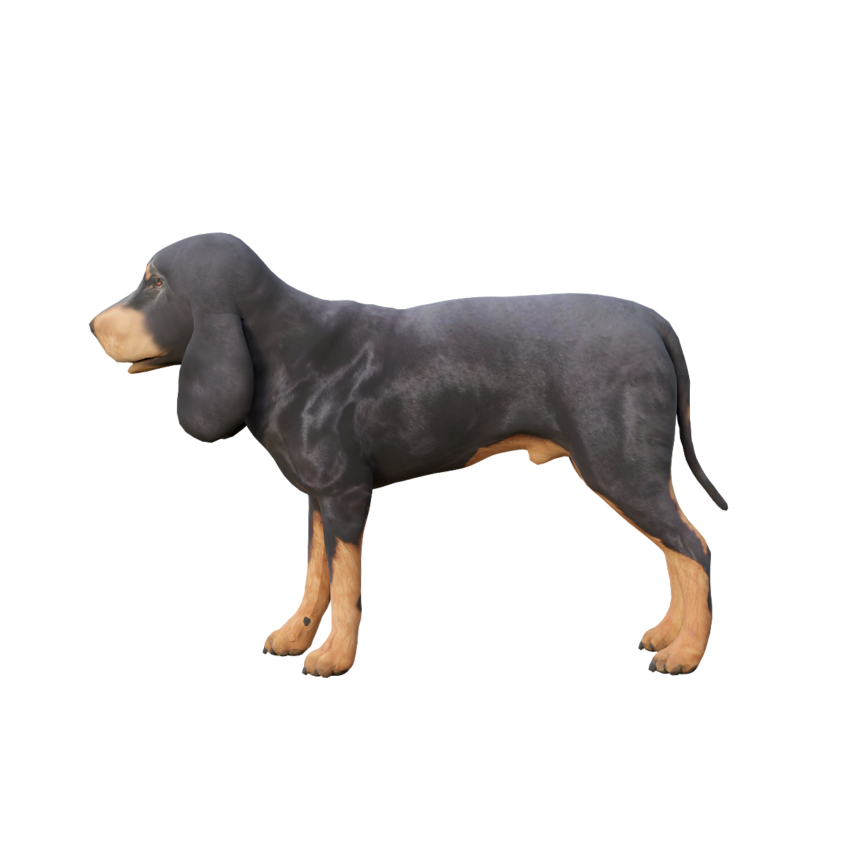 Black brown spot hunting raccoon dog 3D model with animation