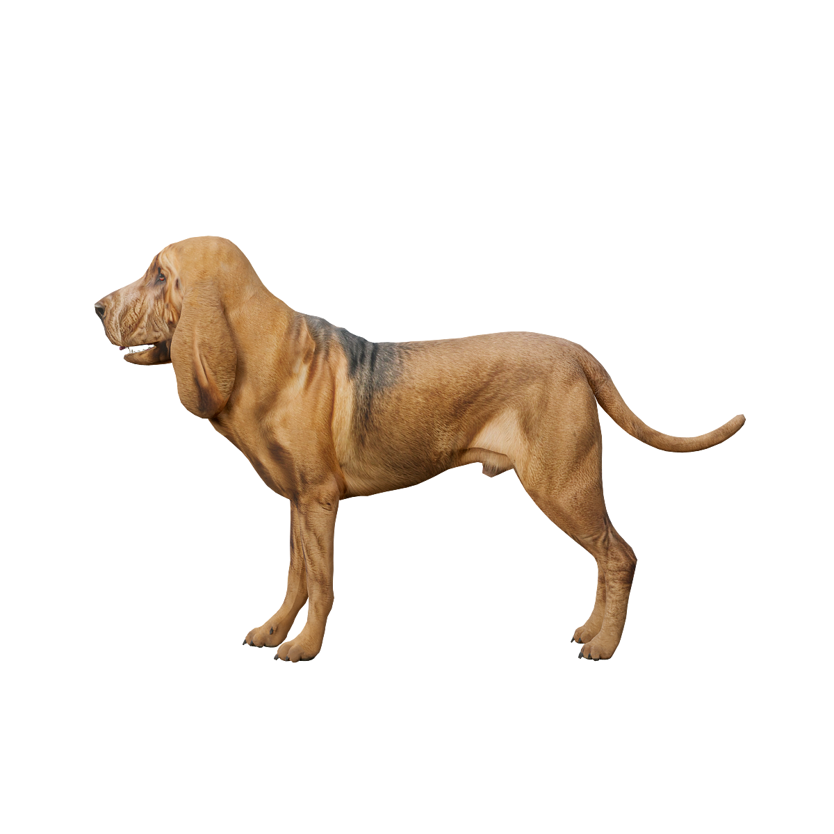 Bloodhound (with 3D animated model)