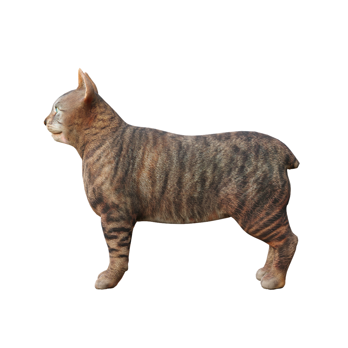 Manx Cat Model 3D Animation