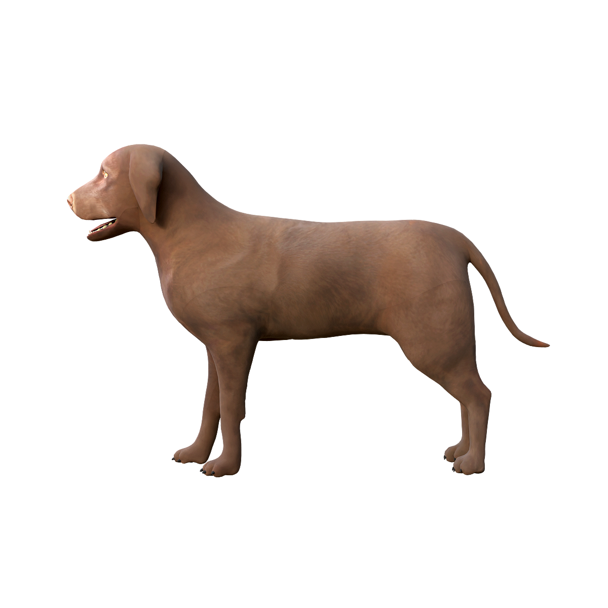 Chocolate Labrador Retriever 3D Model Animation