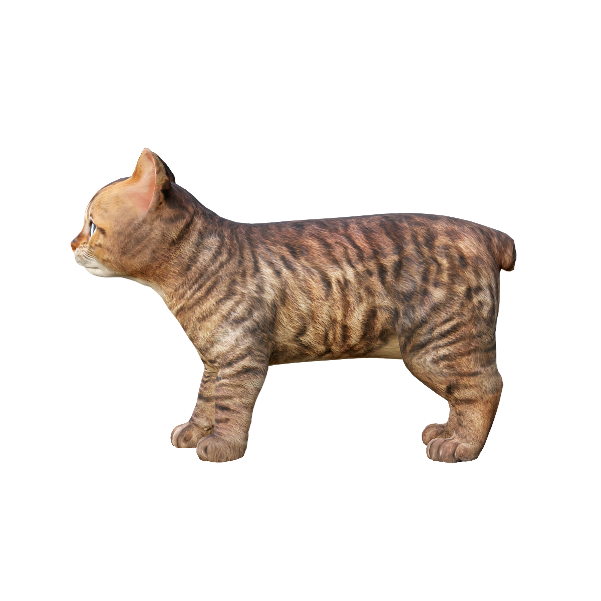 3D animation of Manx cat cub model