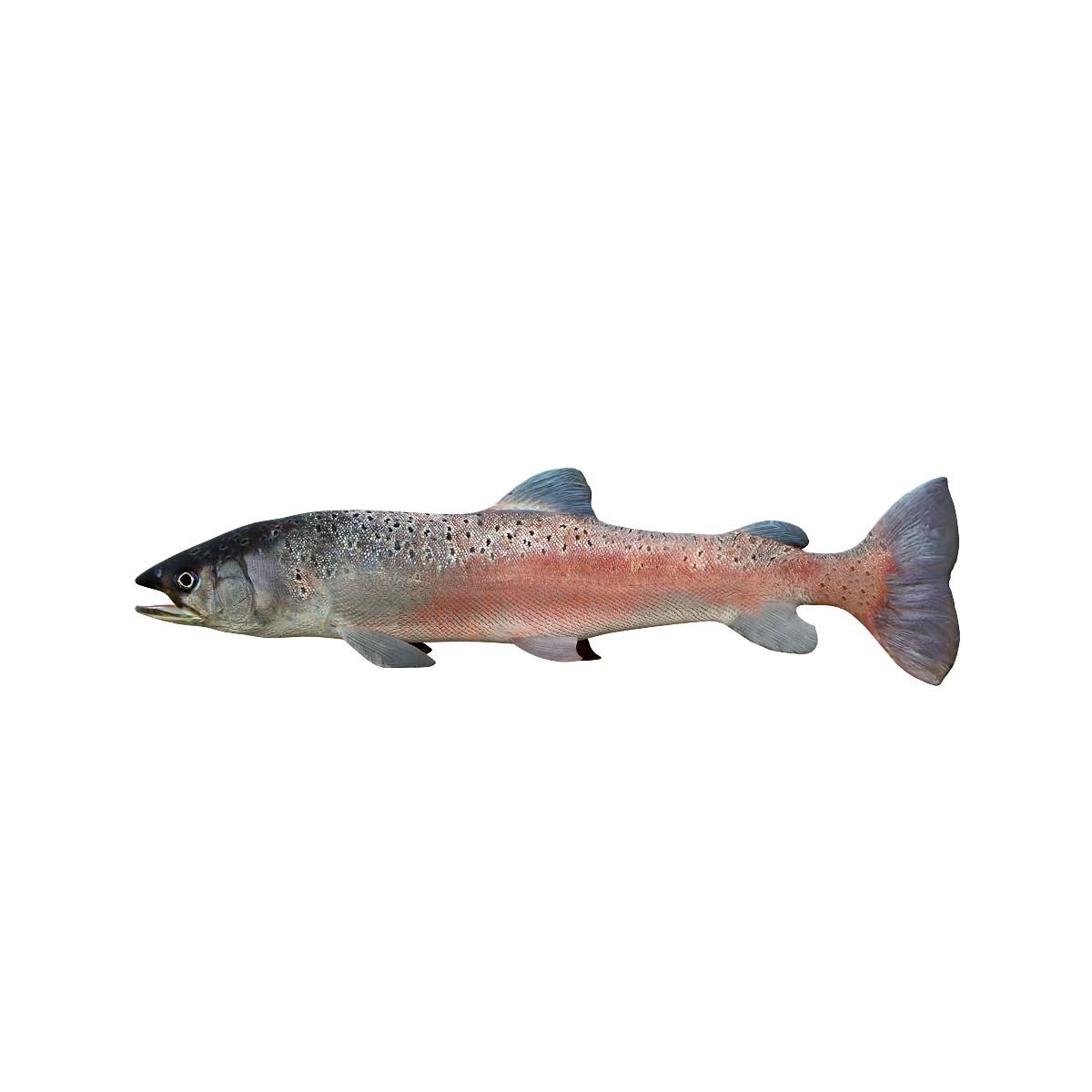Danube Zhe Luo Fish 3D Model with Animation