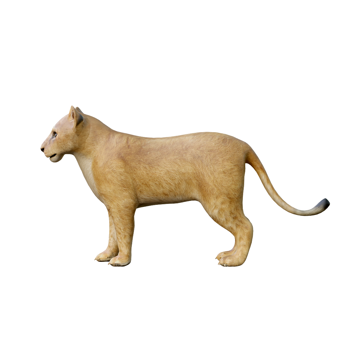 Lion cub (with 3D animated model)