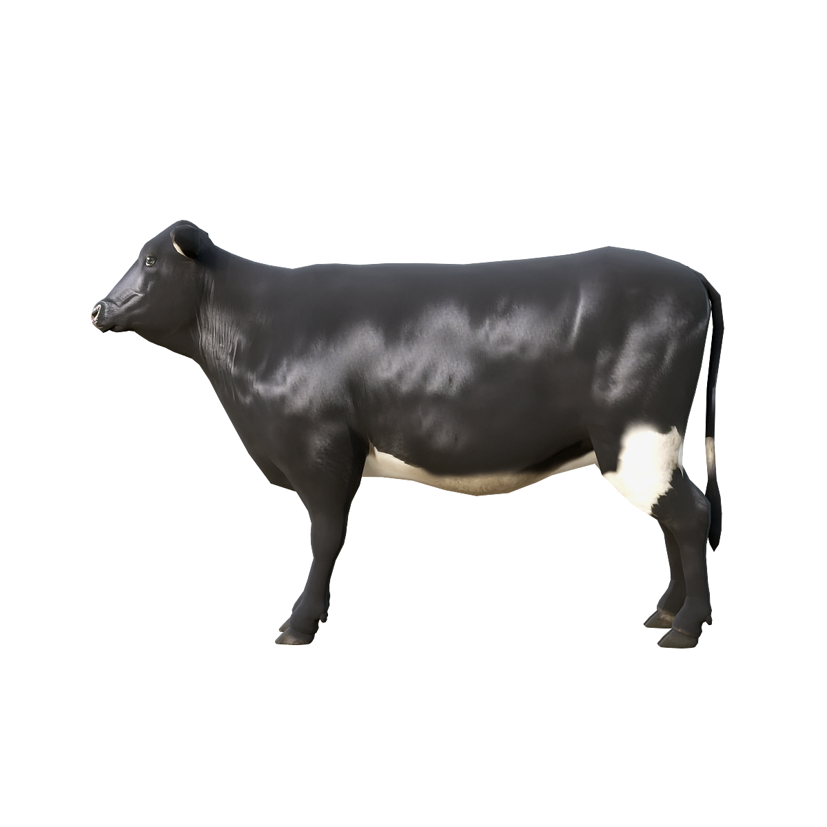 Black Cow 3D Model Animation
