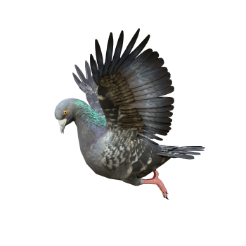 Flying pigeon model with 3D animation