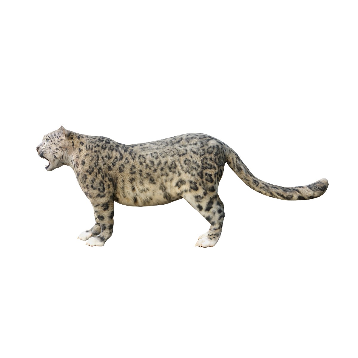 Snow leopard cub (with 3D animated model)
