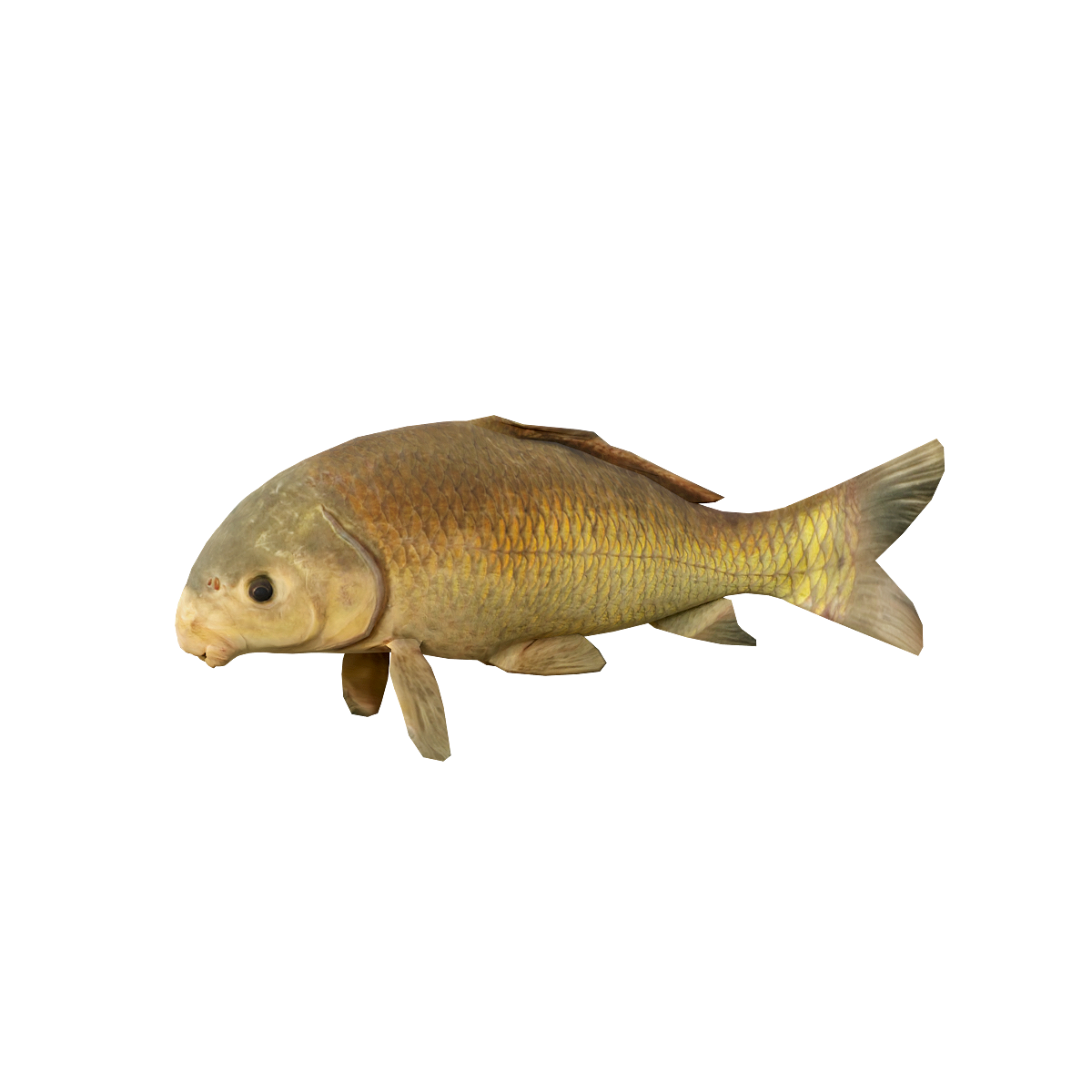 Buffalo Fish 3D Model Animation