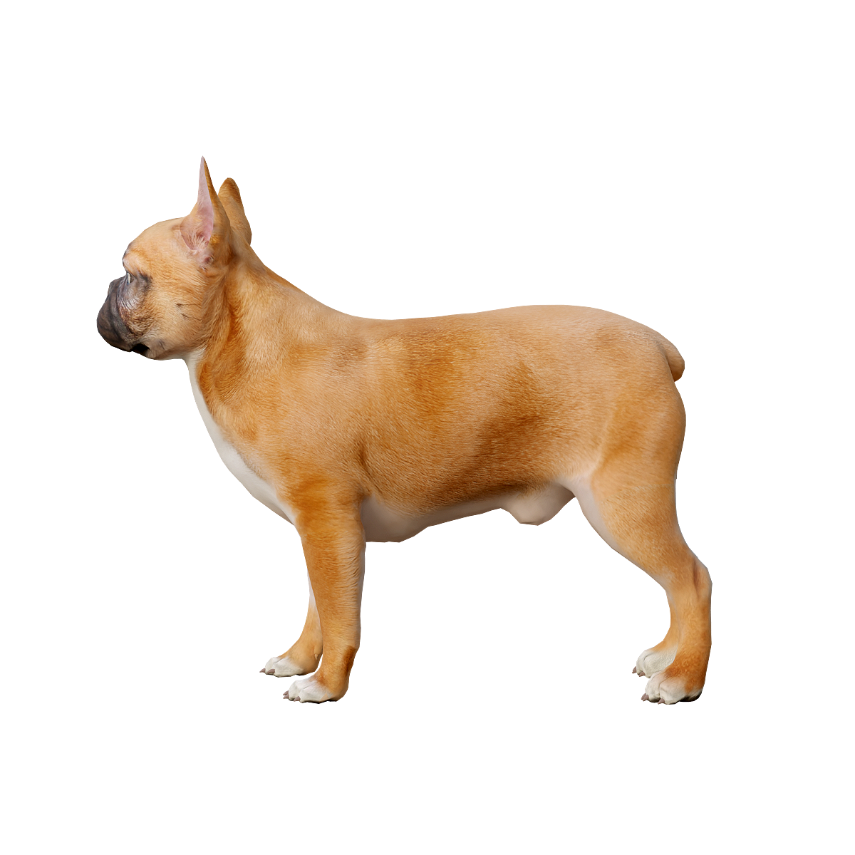 French Bulldog 3D Model Animation