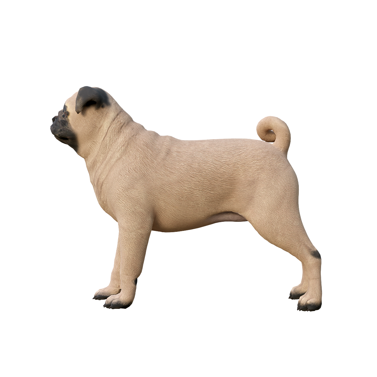 3D Animation Model of a Bug Dog