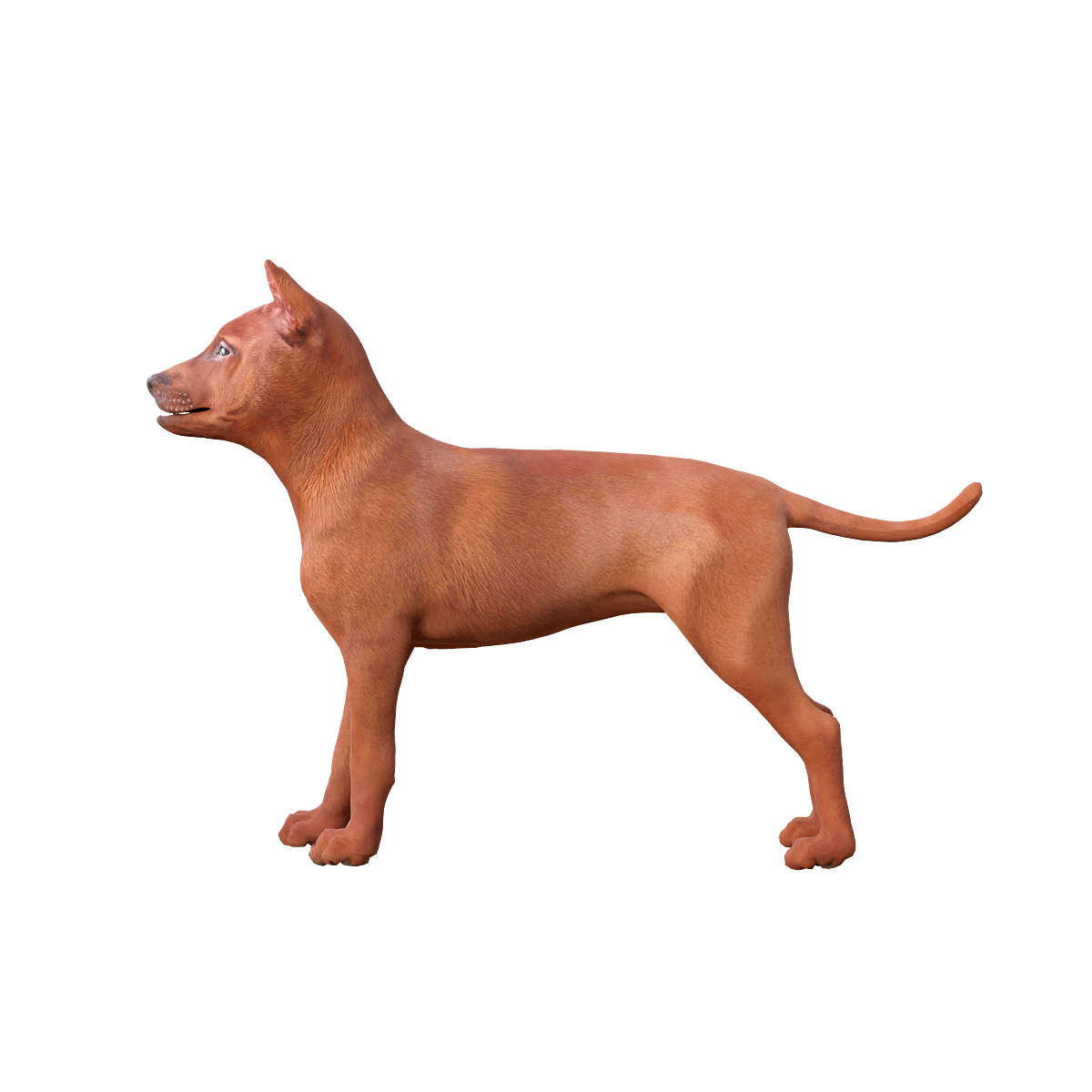 Thai Backback Dog (with 3D Animation Model)