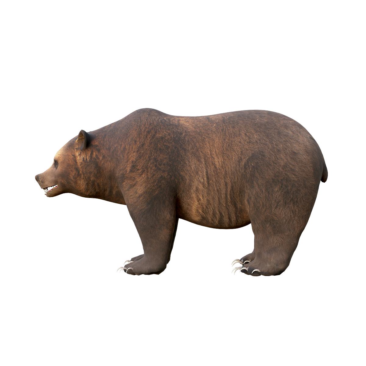 Grizzly Bear 3D Model Animation