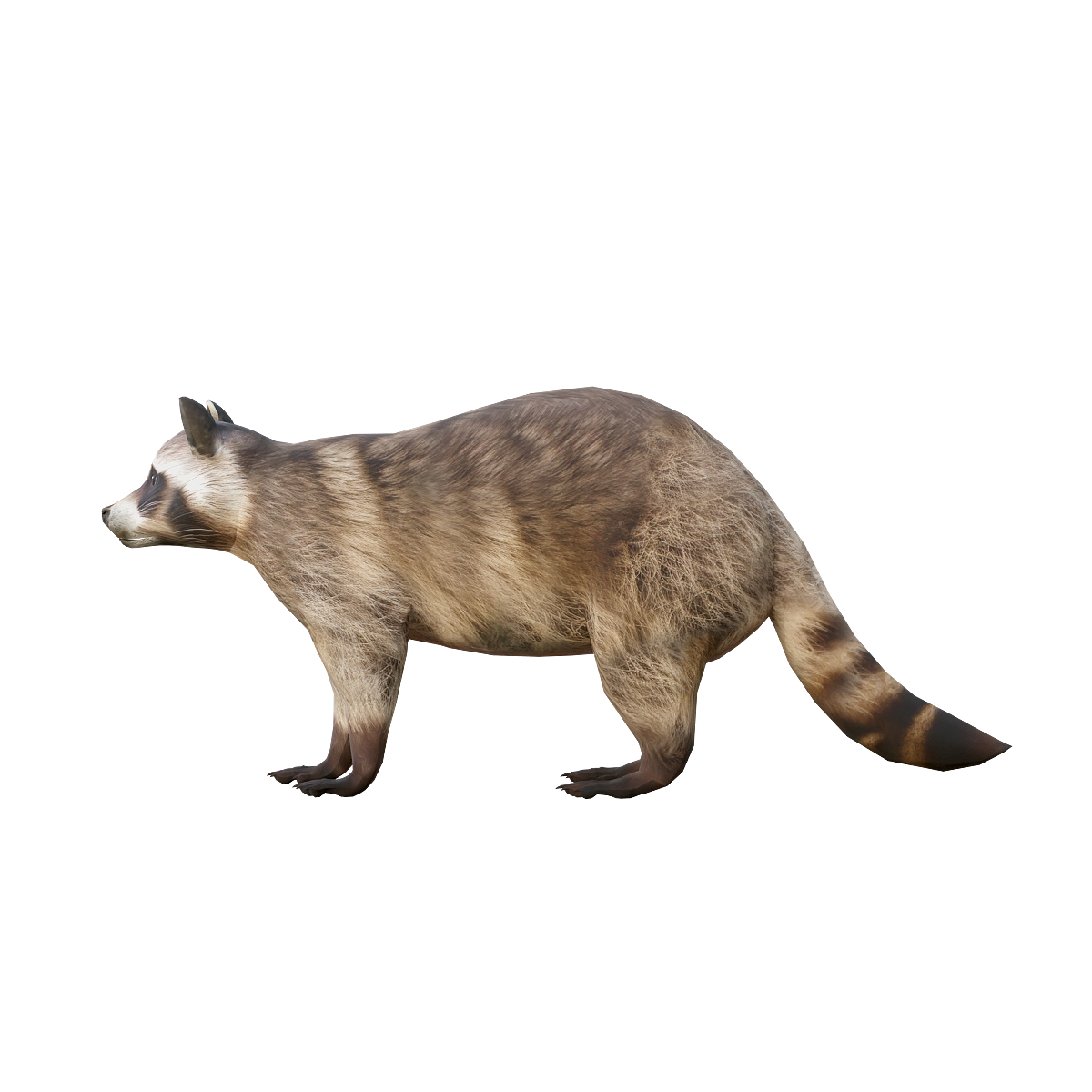 Raccoon (with 3D animated model)