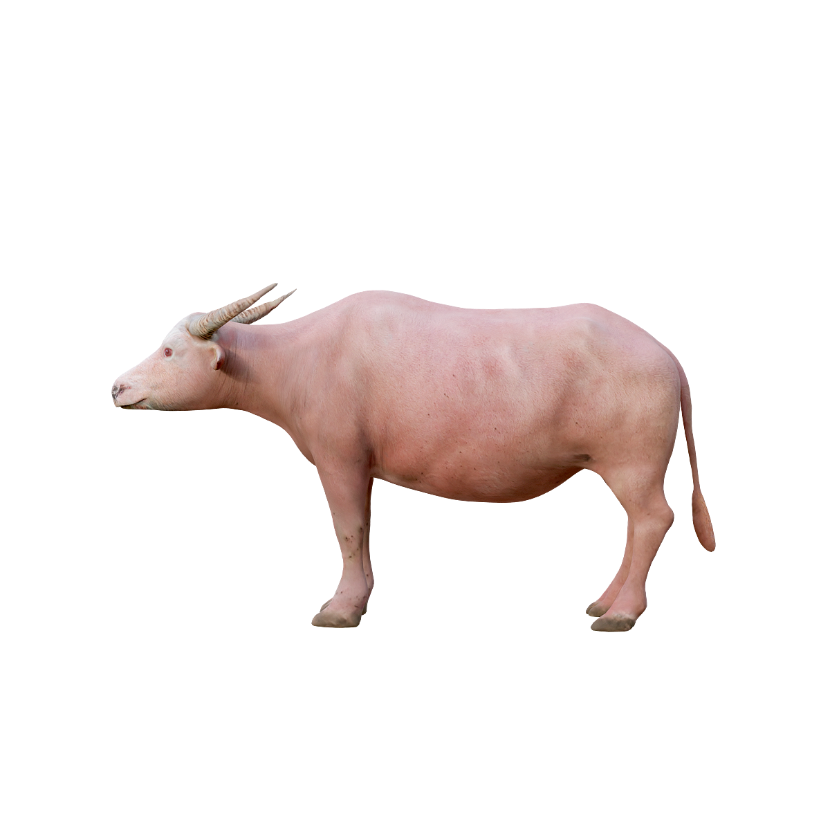 Whitening Asian Water Buffalo (with 3D Animation Model)