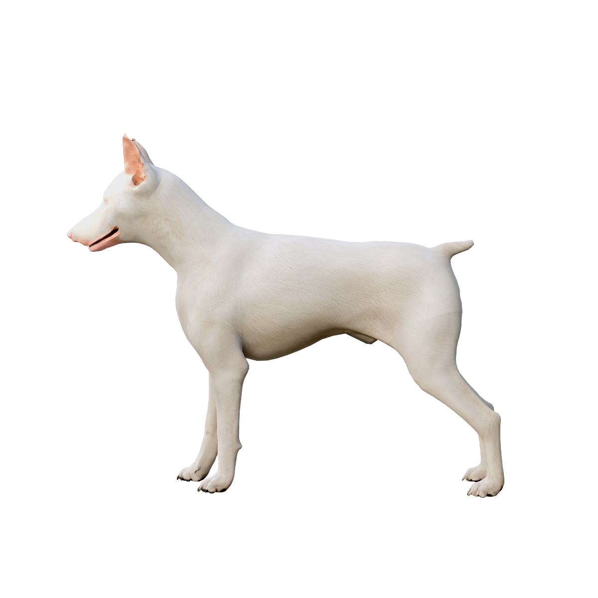 3D model animation of albino Doberman Inu