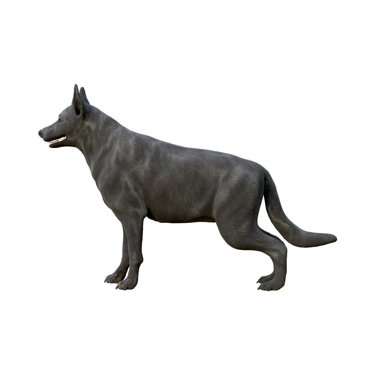 Black German Shepherd (with 3D animated model)
