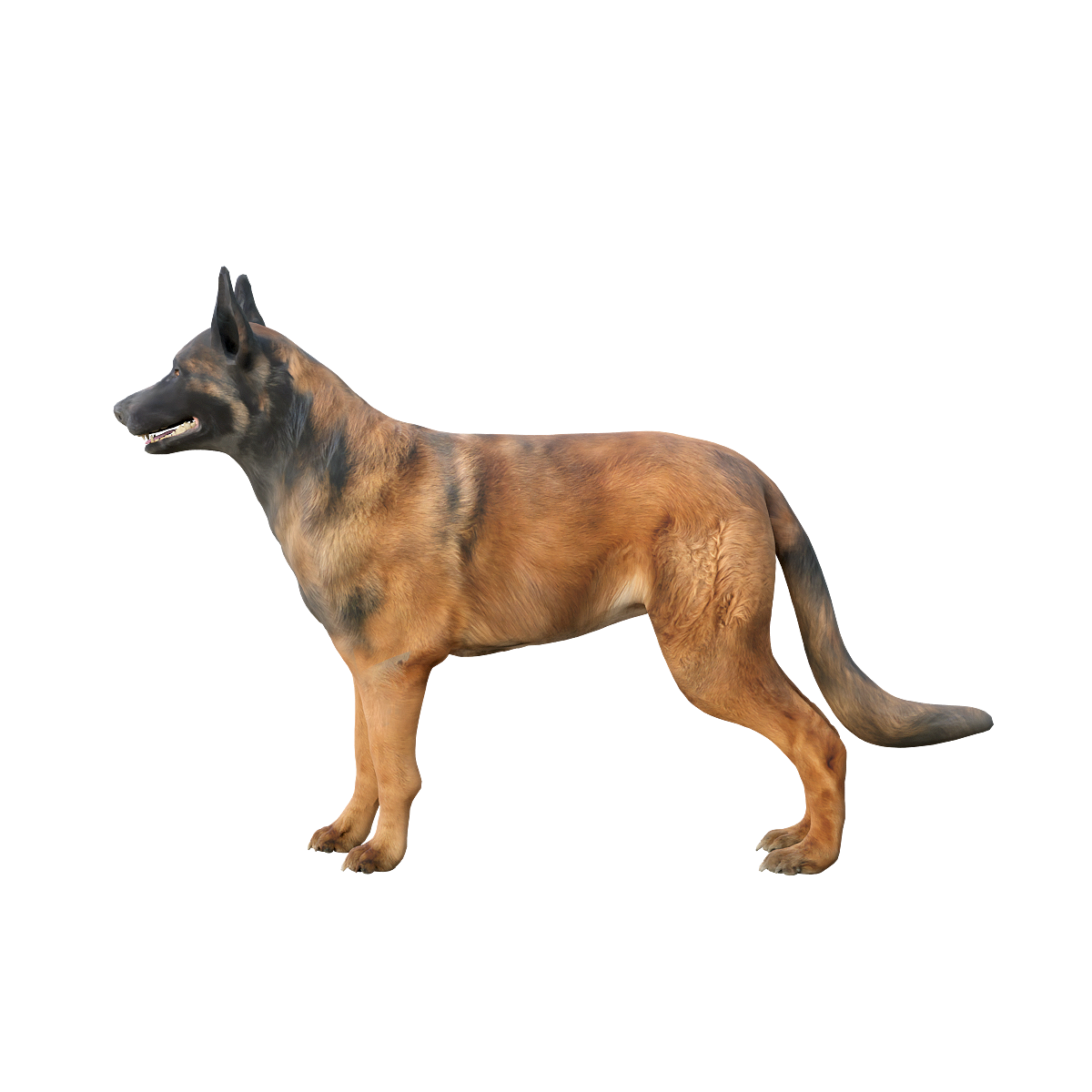 Belgian Shepherd 3D Model with Animation