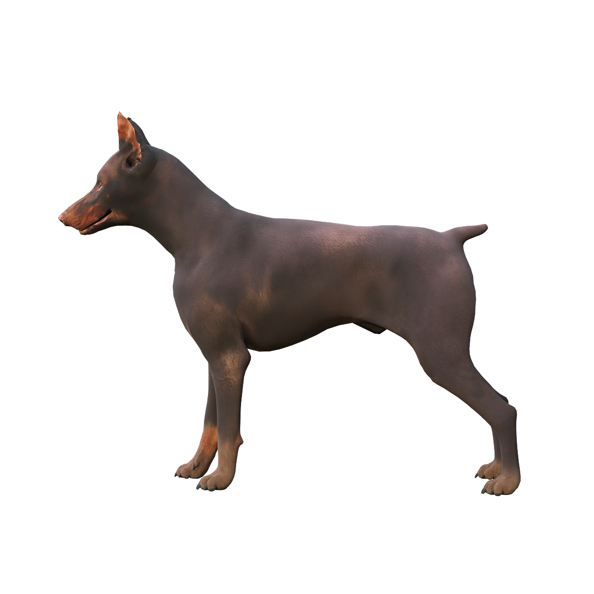 Doberman Inu 3D Animation Model