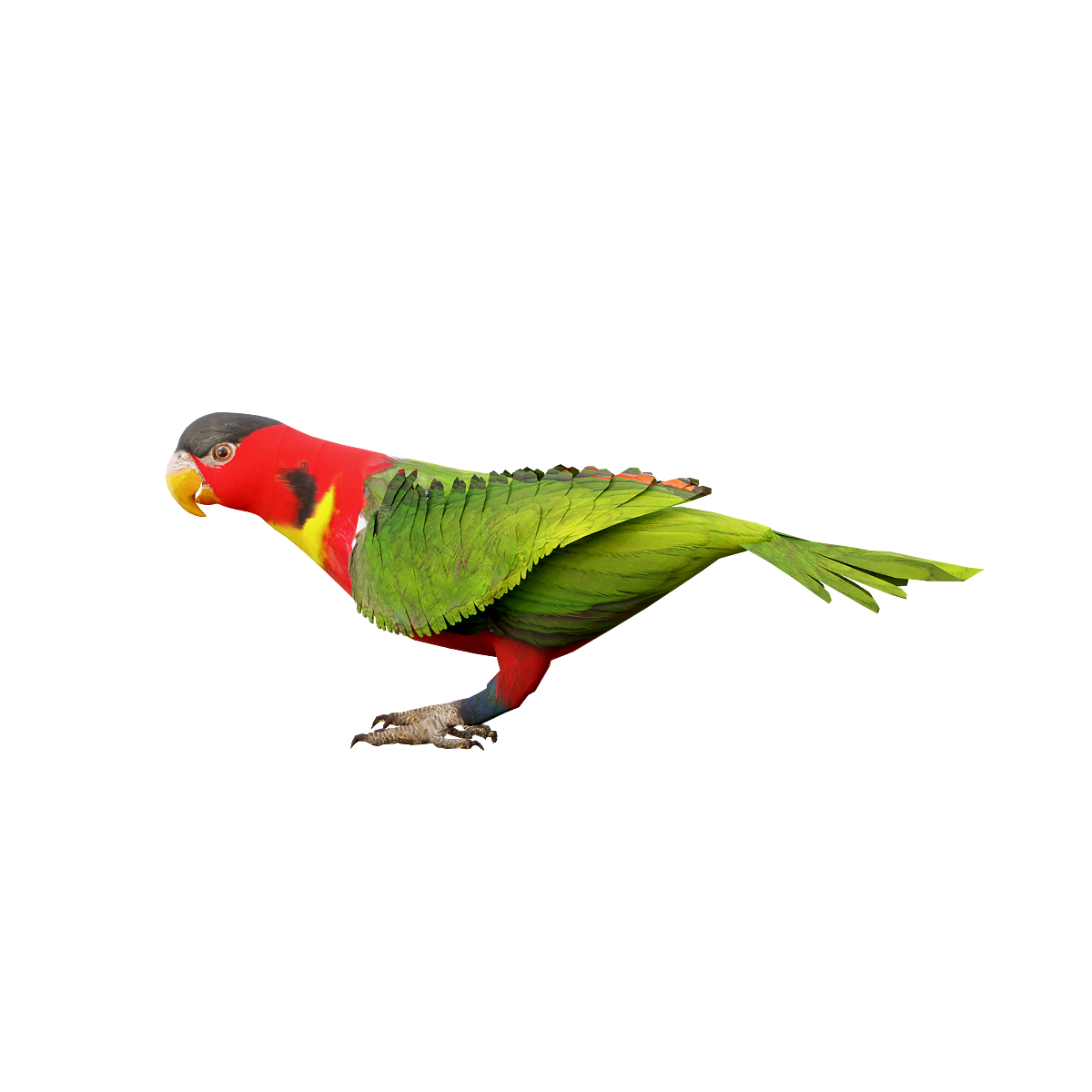 Parrot 3D model with animation