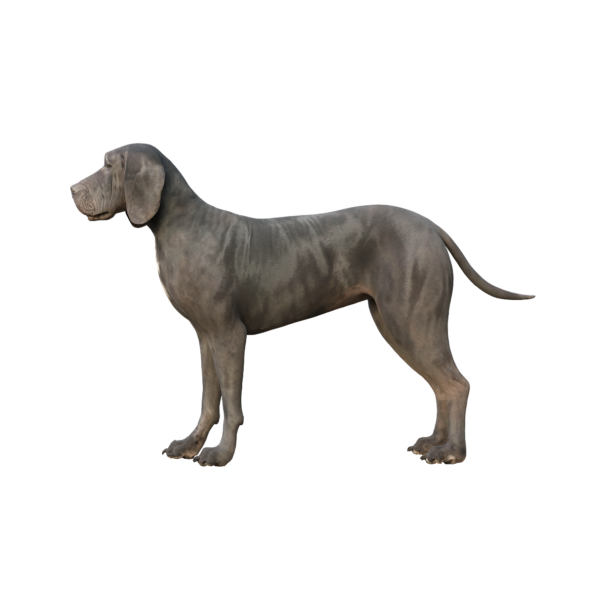 3D animated model of the Black Great Dane