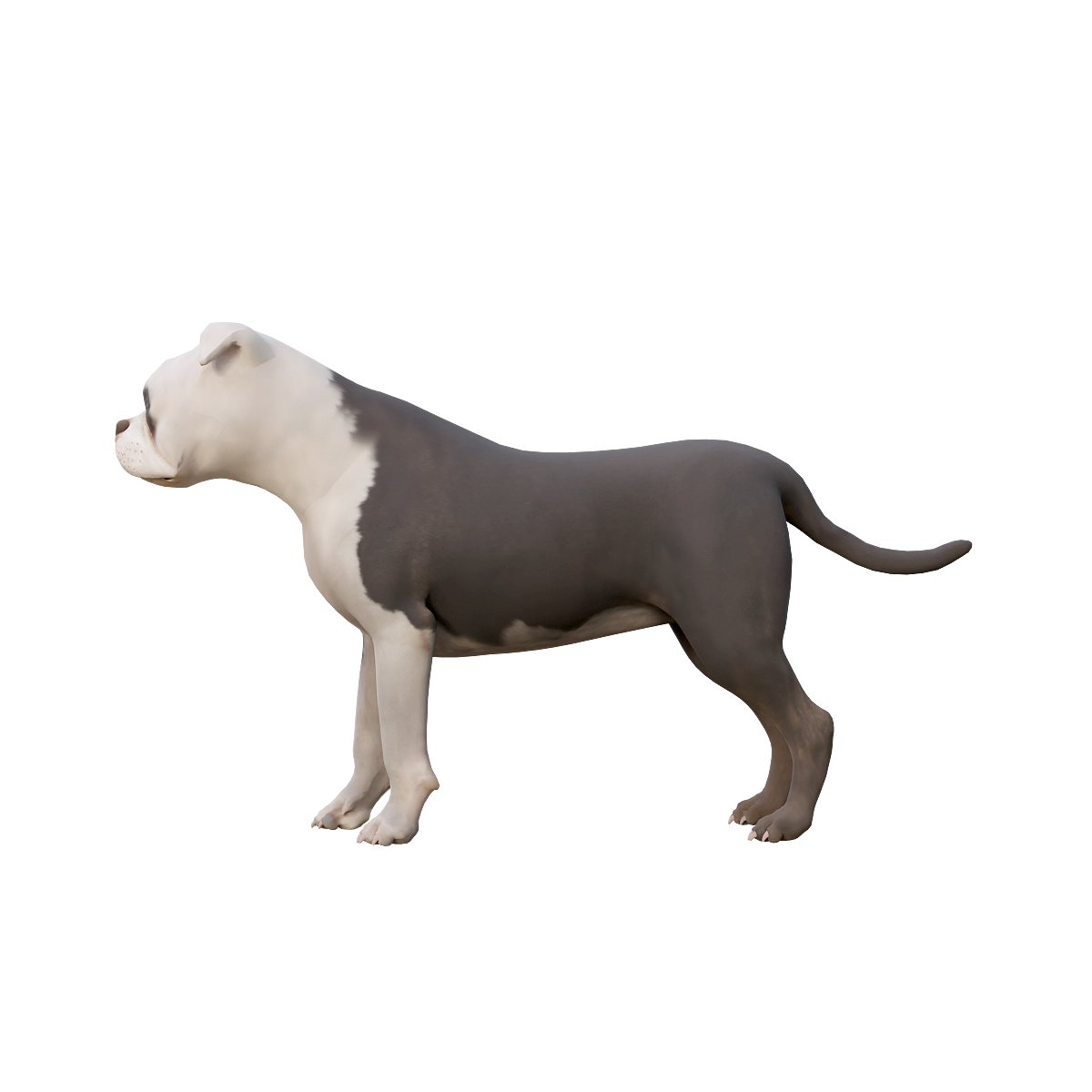 American Stafford meme 3D model animation