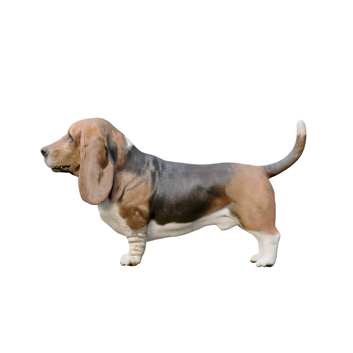 Bassett Hound 3D Model with Animation