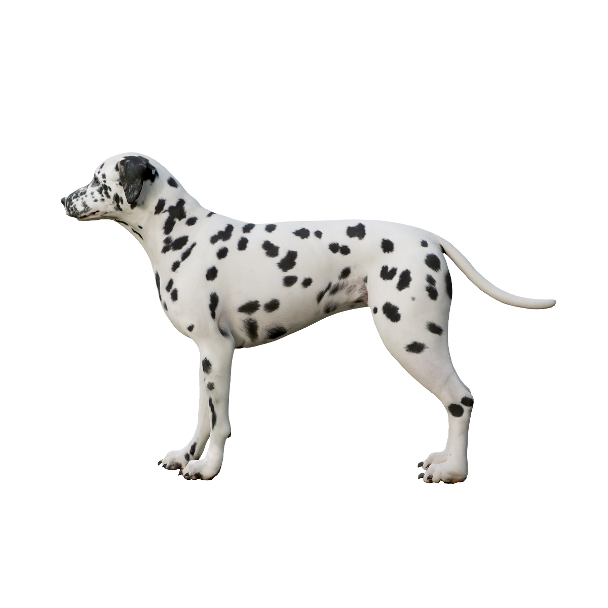 Spotted Dog 3D Model with Animation