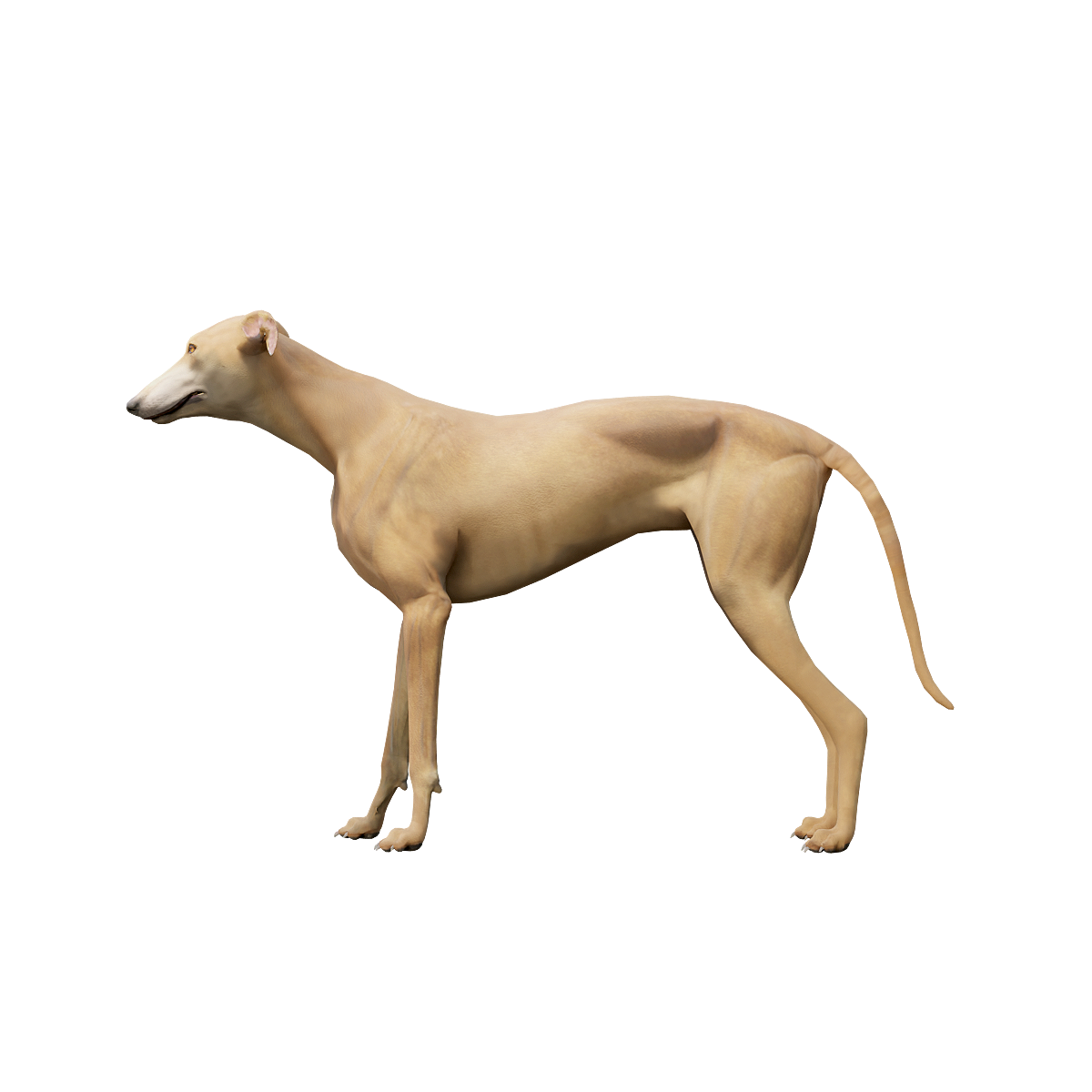 Gree Dog 3D Model Animation
