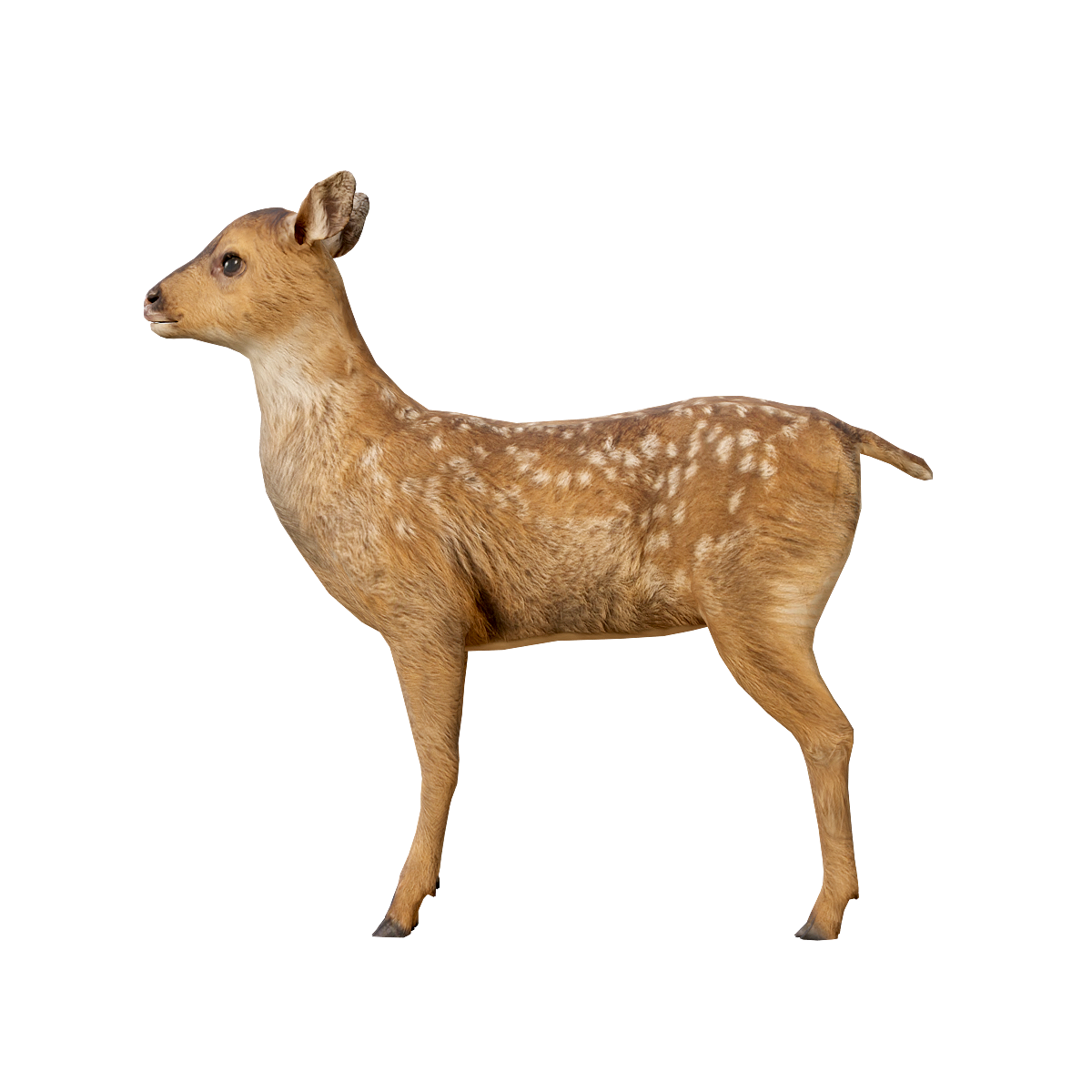 Xitka black tailed deer cub (with 3D animated model)