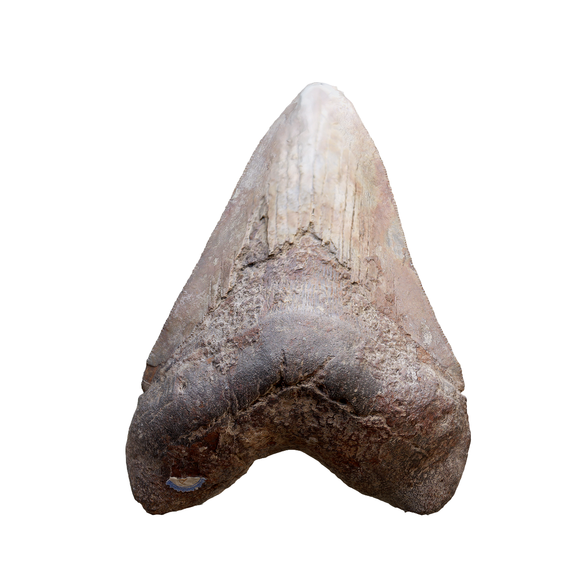 Fossil teeth of megalodon shark