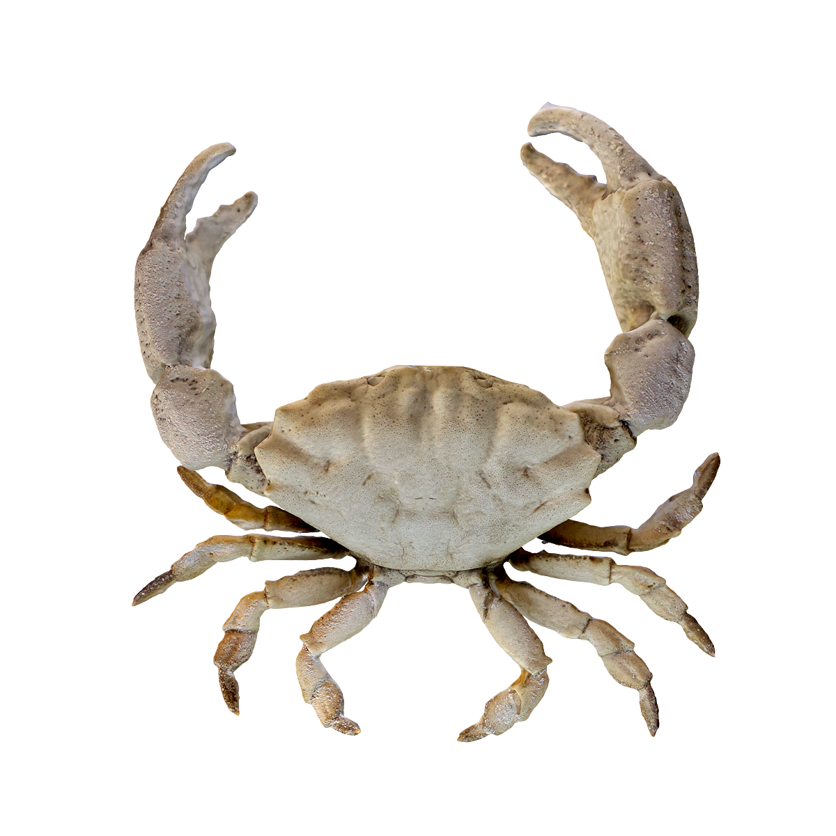 Groove crab