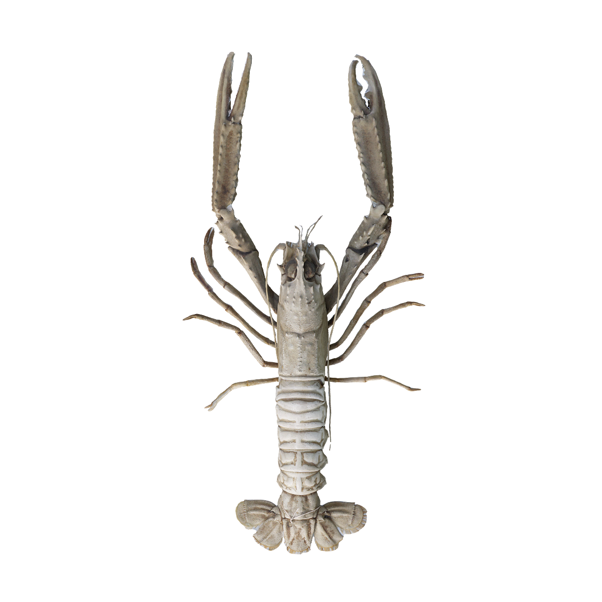 Norwegian lobster