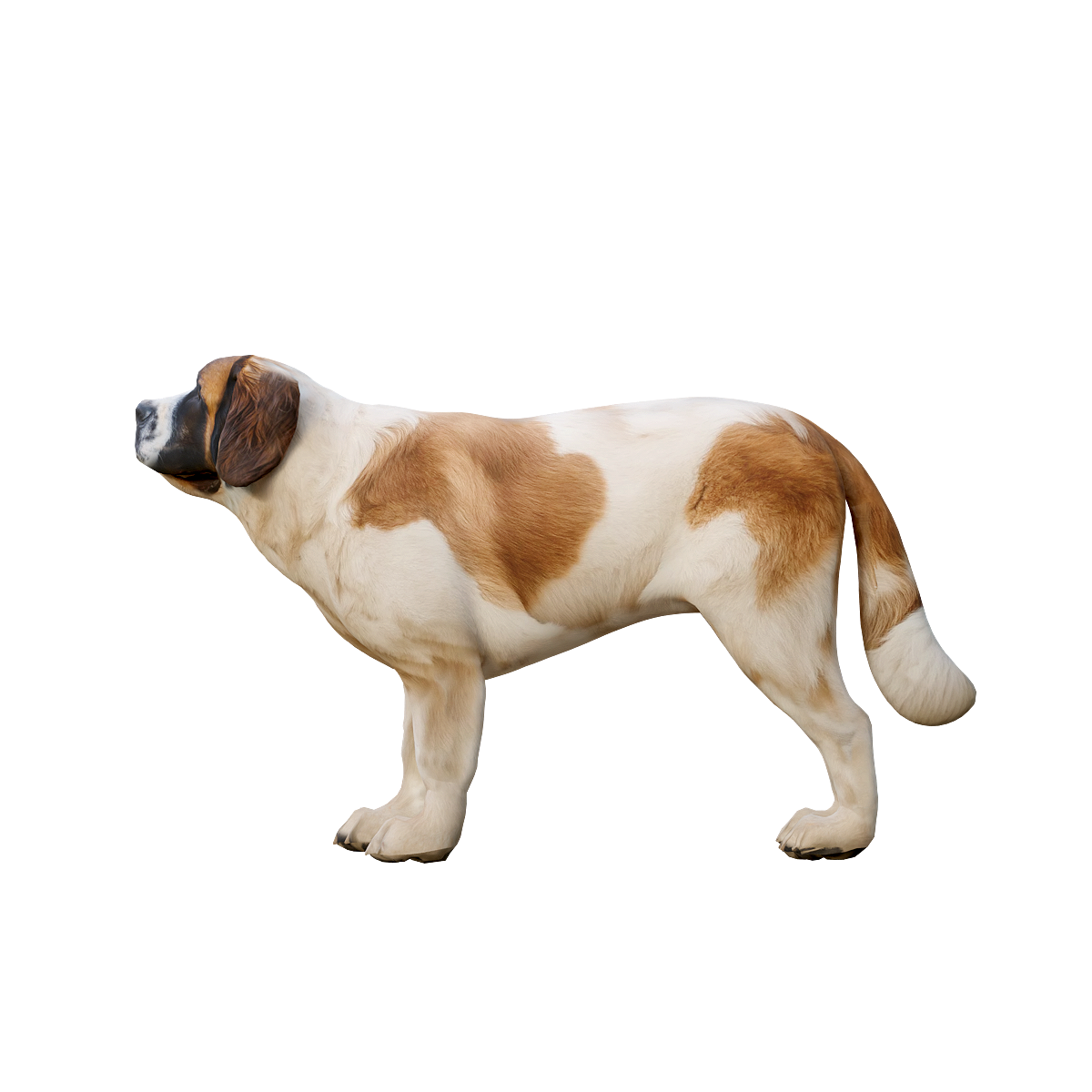 3D Animation Model of Saint Bernard Dog