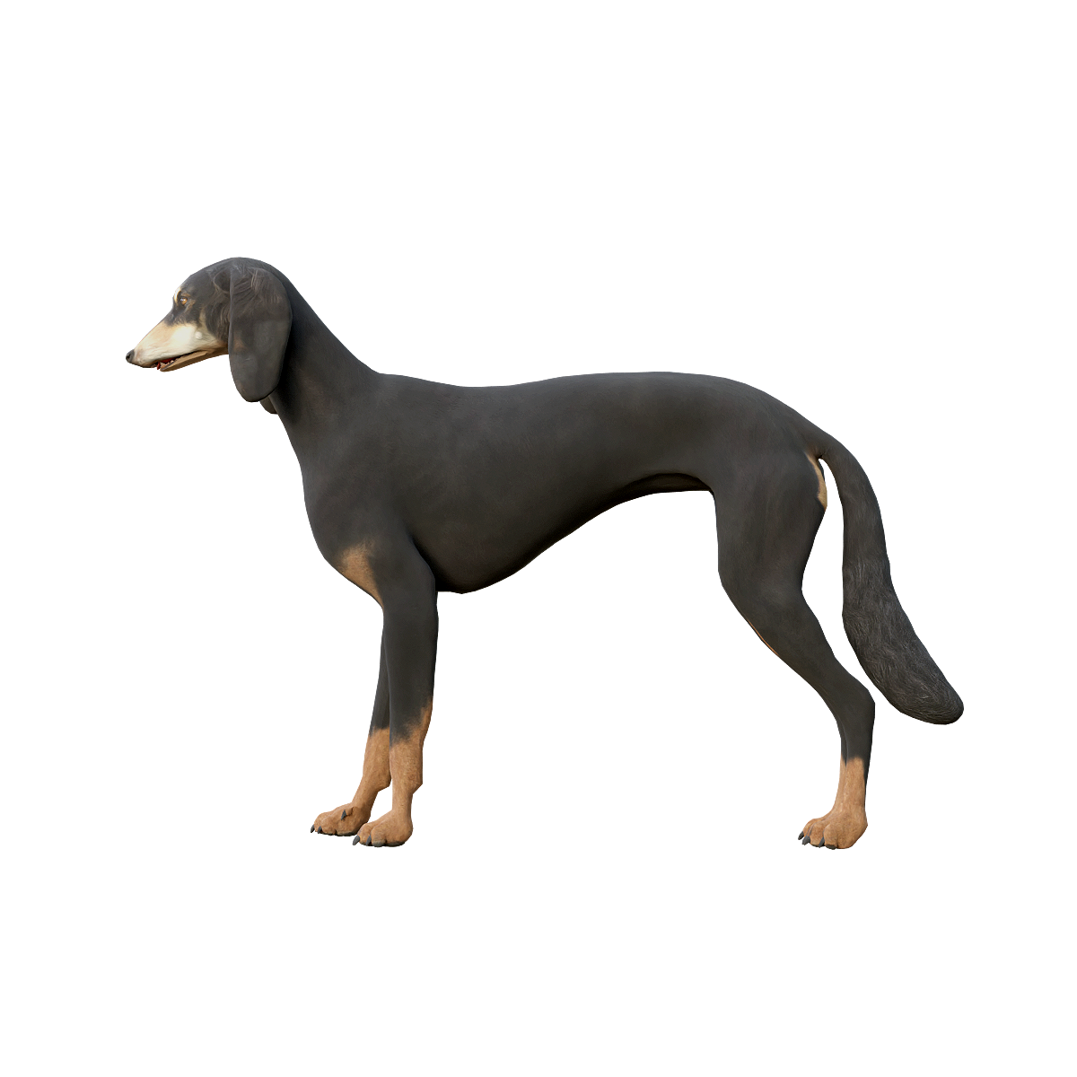 Saki Hound (with 3D animated model)