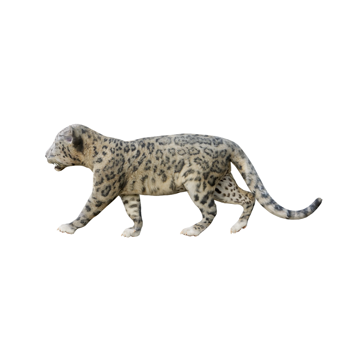 Snow leopard (cub) 3D model with animation