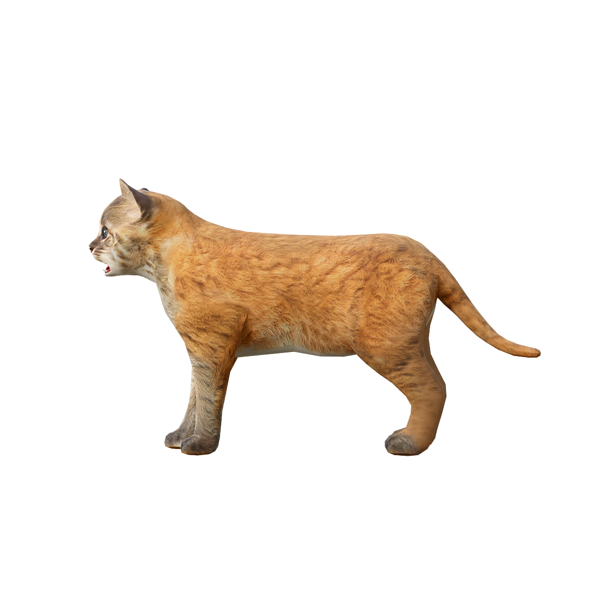 Asian Golden Cat Cub 3D Animation Model