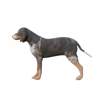 3D animated model of the Great Blue Gascony Hound