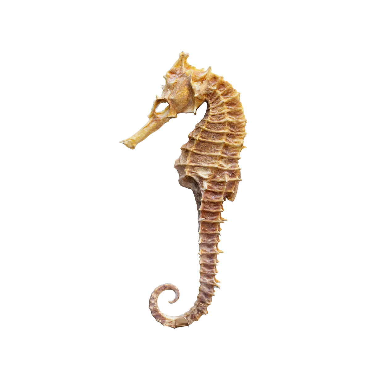 Hippocampus specimen