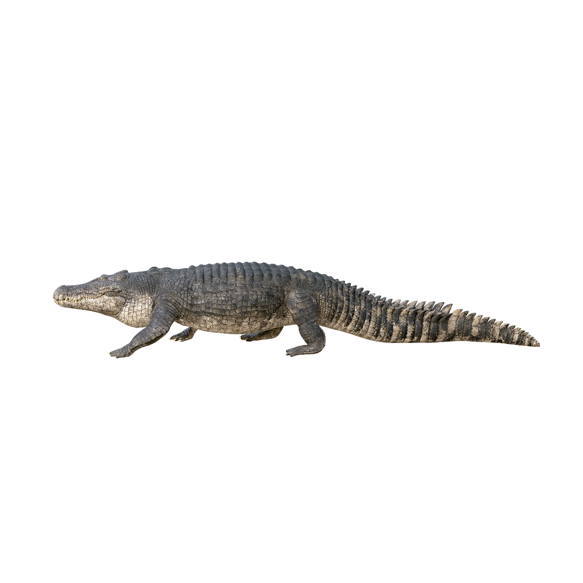 Saltwater Crocodile 3D Animation