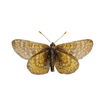 Swamp shell butterfly specimen