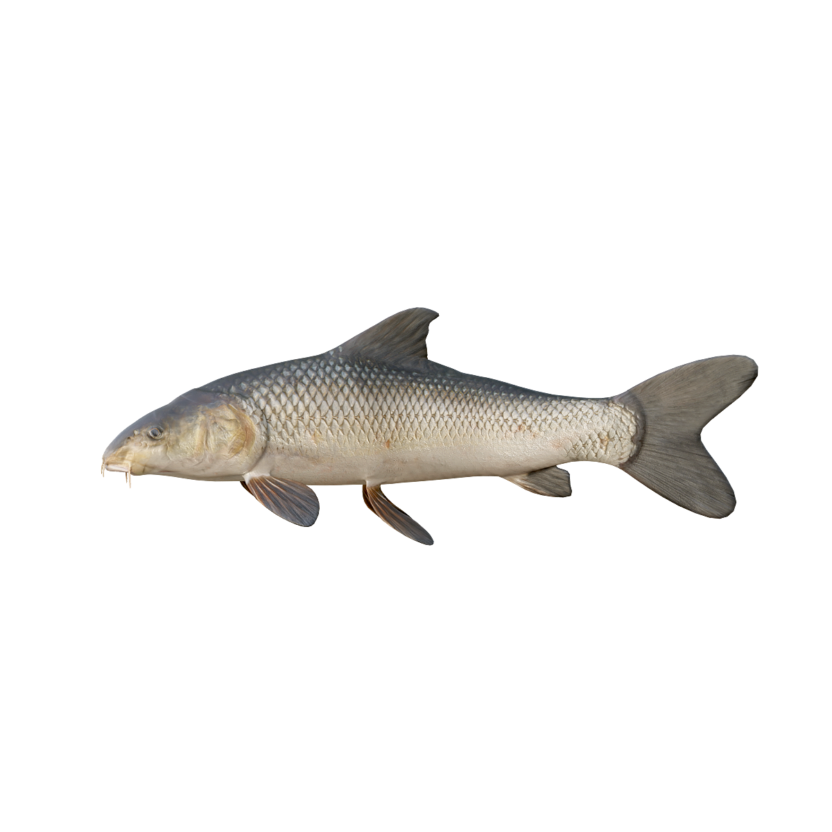 Fish 3D Animation Model
