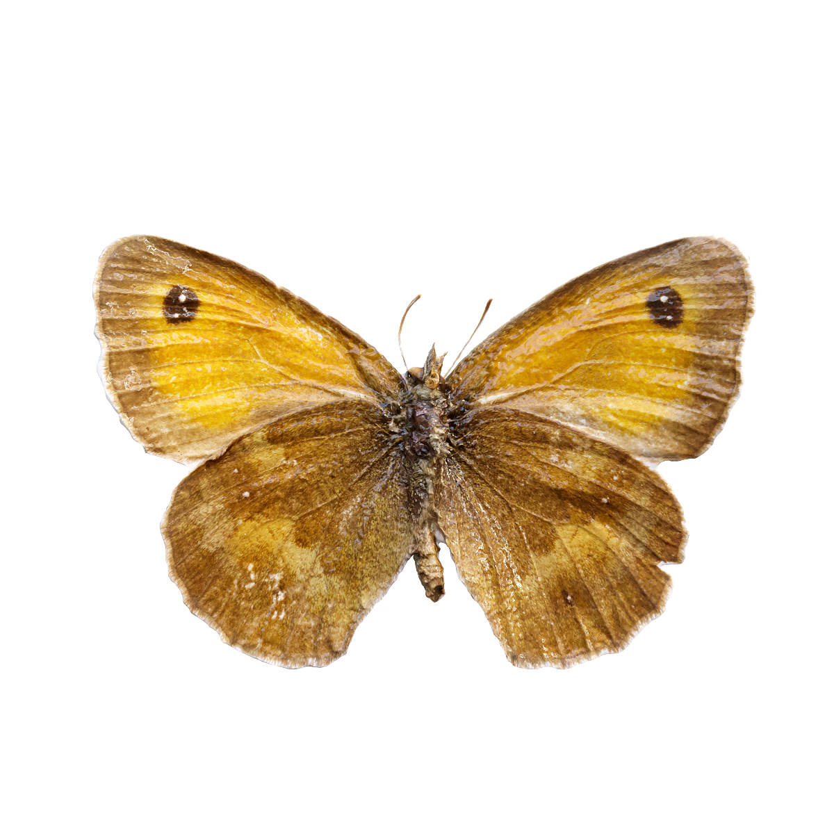 Grassland brown butterfly specimen