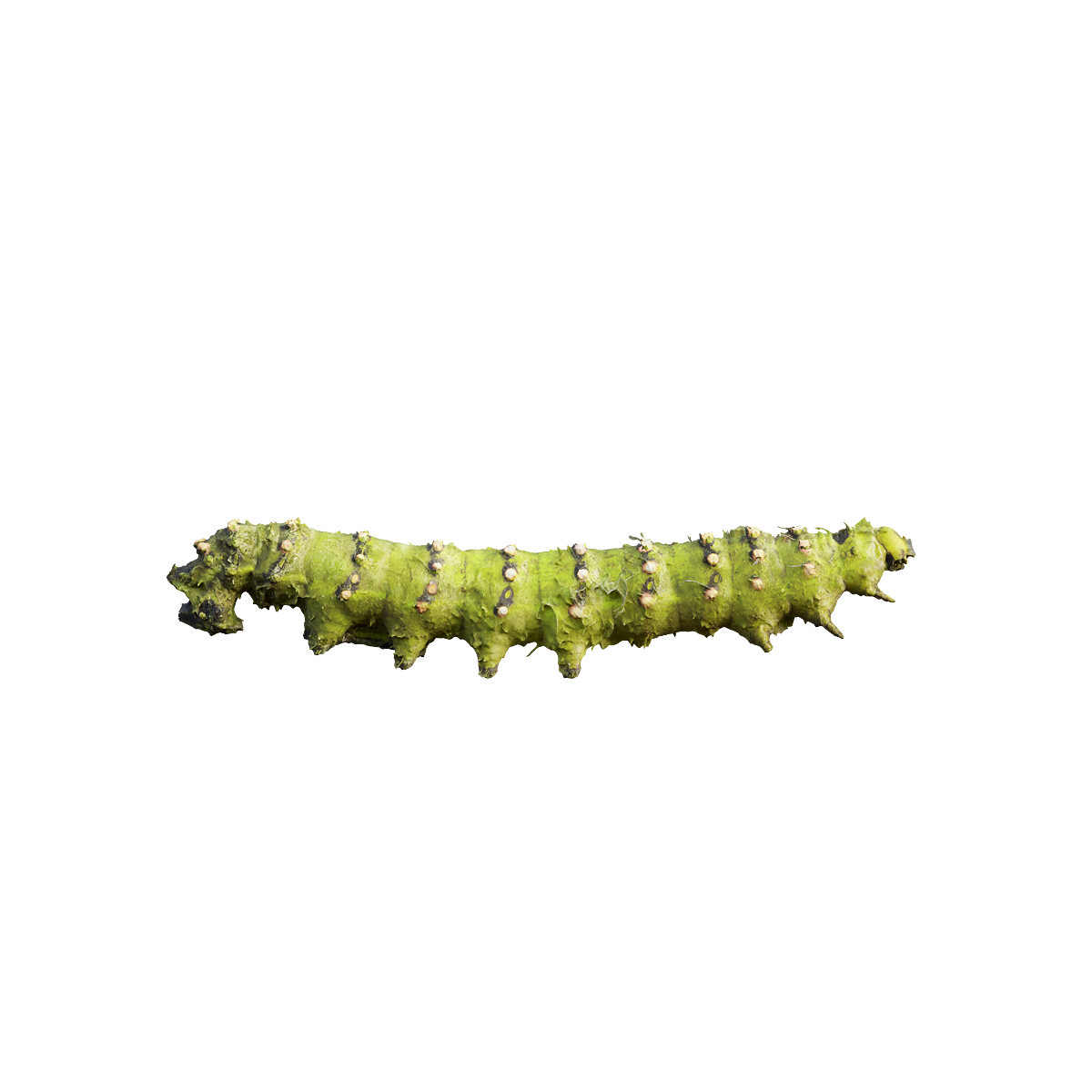 Emperor moth caterpillar specimen