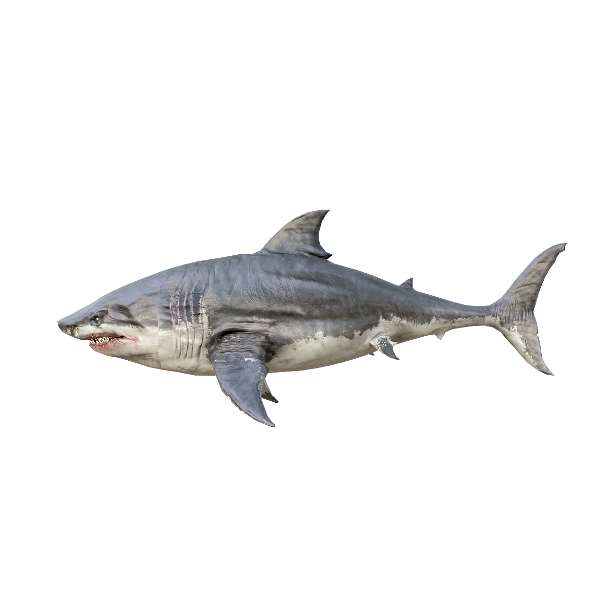 3D animation of great white shark model