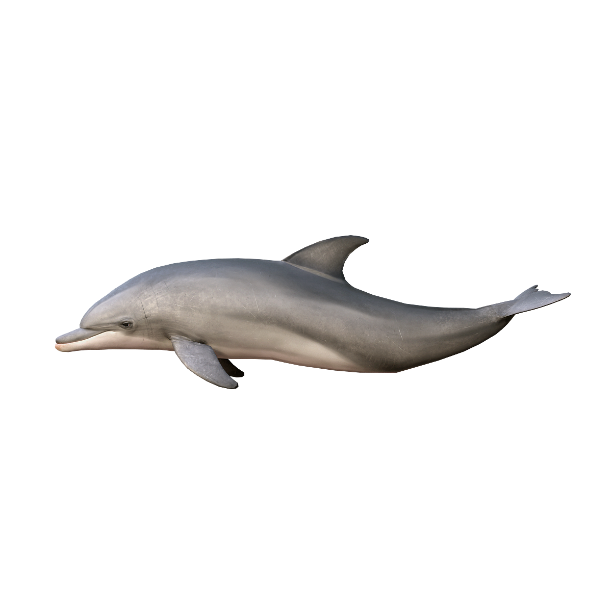 Dolphin model 3D model
