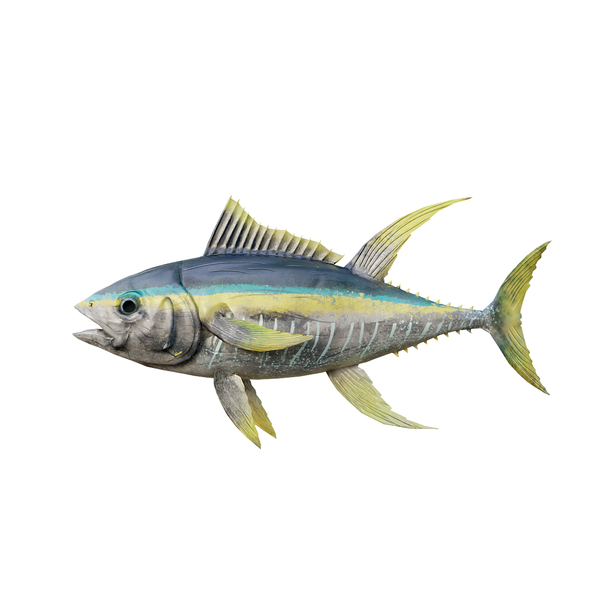 Tuna model 3D animation