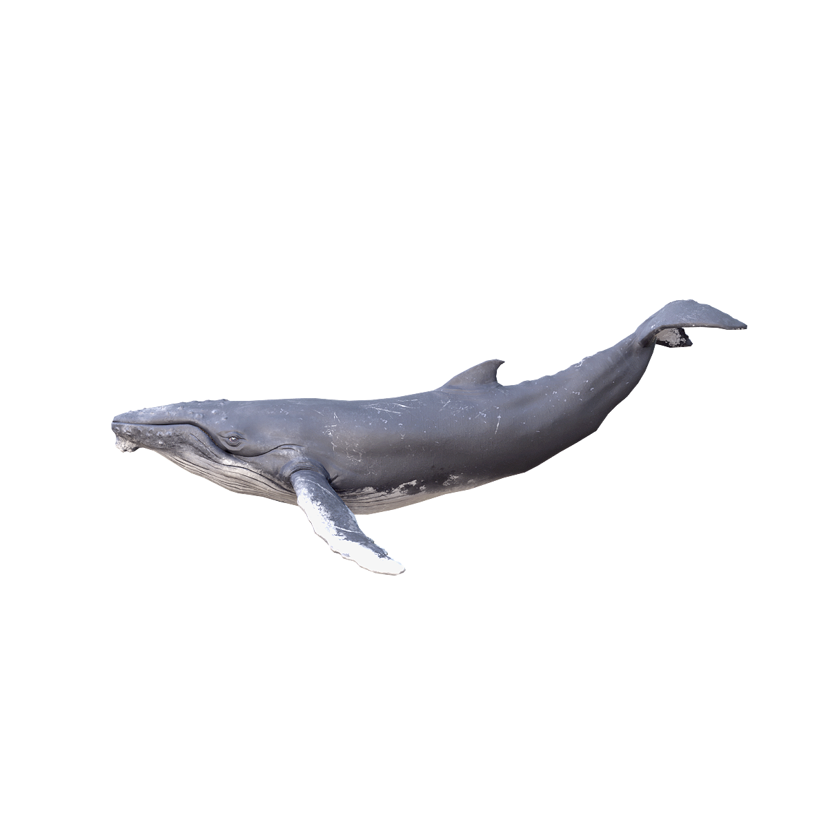 3D animation of humpback whale model