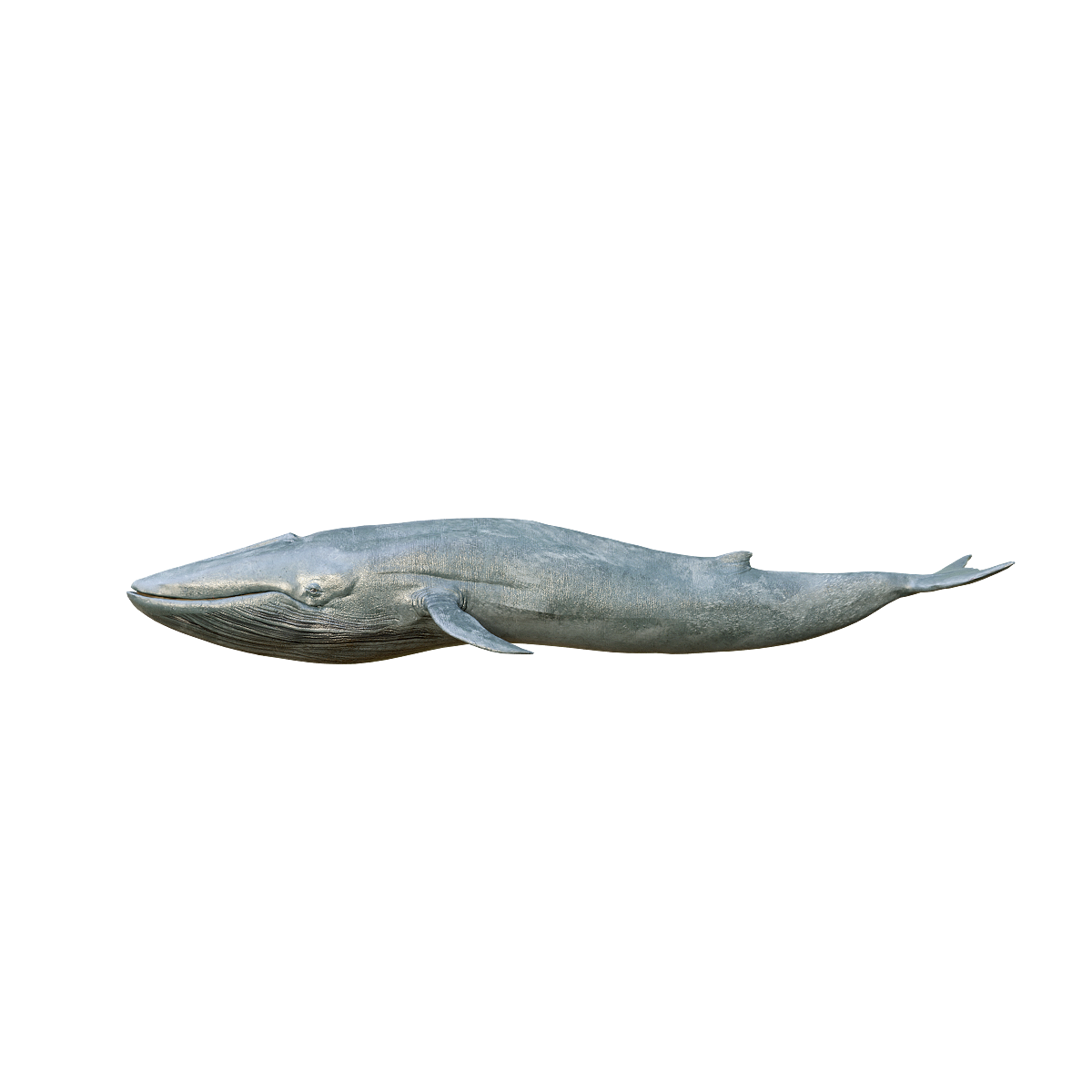 Blue Whale Model 3D Animation